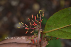 Helixanthera wallichiana